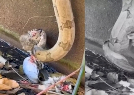 VÍDEO: Cobra ‘destrincha’ presa com gosto em cena impressionante em MS