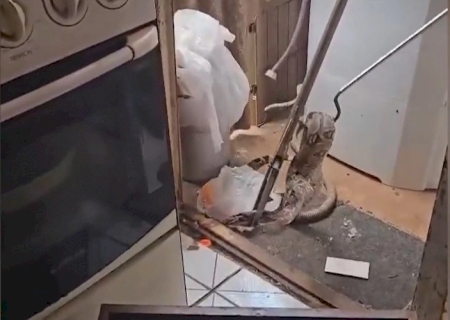 Jiboia é encontrada escondida em máquina de lavar roupas em MS