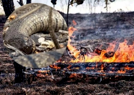 Combate a incêndios no Pantanal em MS é pauta de audiência no STF nesta quinta-feira