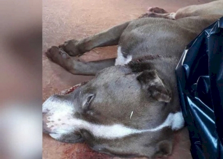 Rapaz mata pitbull a facadas após animal atacar cão de estimação