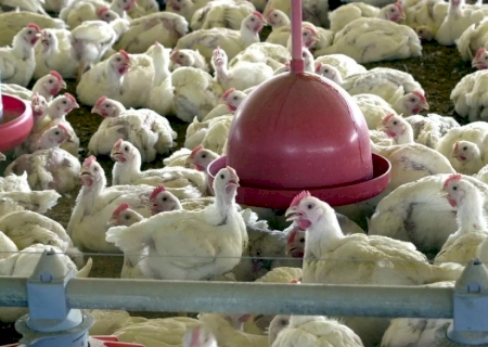 Funcionário de granja com foco de gripe aviária é monitorado com sintomas da doença