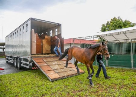 IVINHEMA: PRF apreende caminhão que transportava 33 cavalos de forma irregular e sob maus tratos