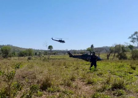 Operação em roças de maconha causa prejuízo de US$ 130 mi ao crime