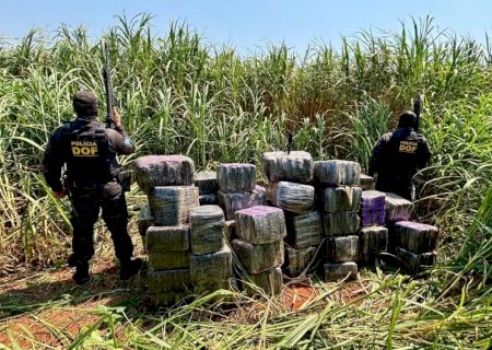 Polícia encontra quase uma tonelada de maconha e skunk escondida em assentamento rural