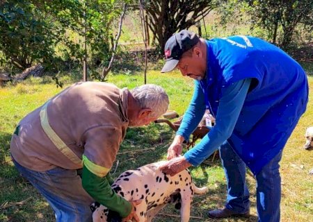 Município de Ivinhema e Distrito de Amandina terão Dia “D' de Vacinação Antirrábica