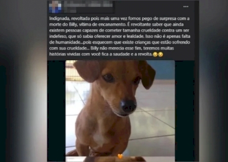 DEODÁPOLIS: “Billy” é mais uma vítima da matança de cães por envenenamento em Porto Vilma
