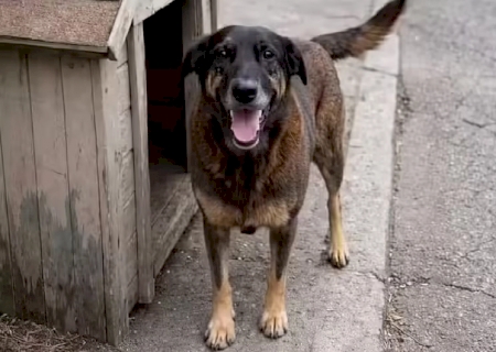 Veja o que diz a defesa de adolescentes suspeitos de envolvimento na morte do cão ‘Orelha’