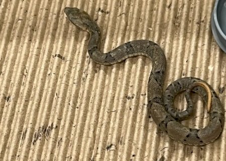 Iti Malia! Resgatada, serpente mais perigosa do Brasil dá à luz 17 bebês em Campo Grande