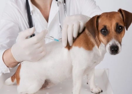DEODÁPOLIS: Vacinação antirrábica leva proteção a cães e gatos da zona rural