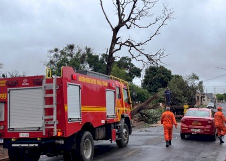 IVINHEMA: Queda de árvore e risco na rede de alta tensão mobilizam equipes; energia é restabelecida e comandante esclarece situação
