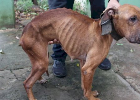 Tutor é preso após manter cadelas em situação extrema de maus-tratos em MS