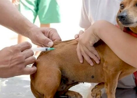 DEODÁPOLIS: 26 de setembro é o “Dia D” de vacinação antirrábica Cães e gatos a partir de três meses poderão receber a vacina em oito pontos de atendimento na sede e nos distritos