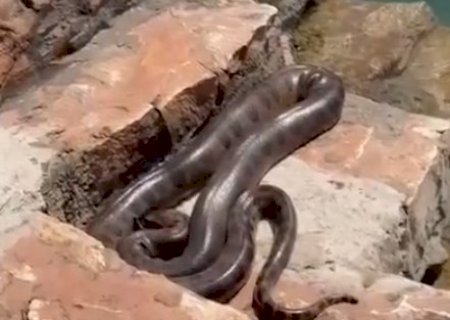 Sucuri é flagrada “lagarteando' em área de banho de balneário em Bonito